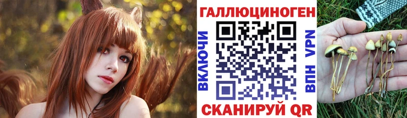 Галлюциногенные грибы Psilocybe  omg ONION  Горно-Алтайск 